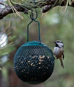 Bird Feeders