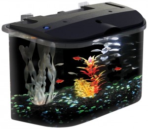 5 Best Aquarium Kits – A colorful decorations