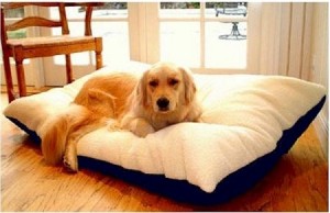 5 Best Pet Pillow Bed – Deliver maximum comfort for your pet
