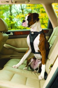 Kurgo Tru-Fit Smart Dog Harness