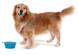 Collapsible Pet Bowl - Convenient solution for on-the-go feeding