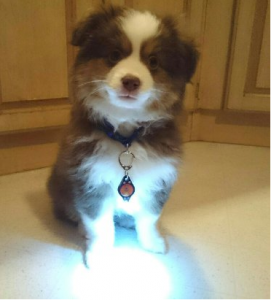 5 Best Dog light Collar – Be safe at night