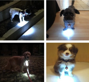 Dog light Collar - Be safe at night