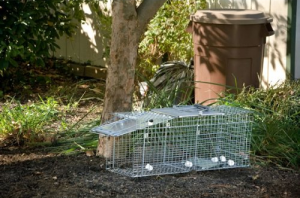 Rodent Trap Cage - Trap unwelcome animals without harm