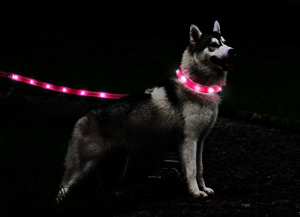 led-dog-leash-give-your-dog-the-safety-heshe-deserves