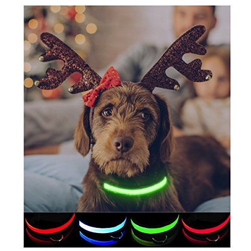 petabunga-premium-led-dog-collar