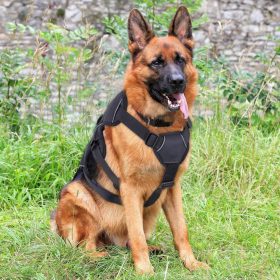 8 Best Dog Lifting Harness – A Life Saver For Your And Your Dog