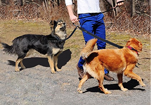 best leash for walking two dogs