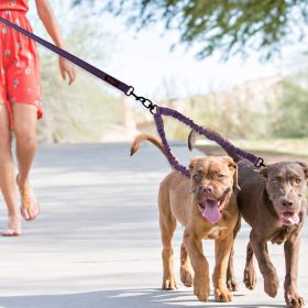 Dual Dog Leash